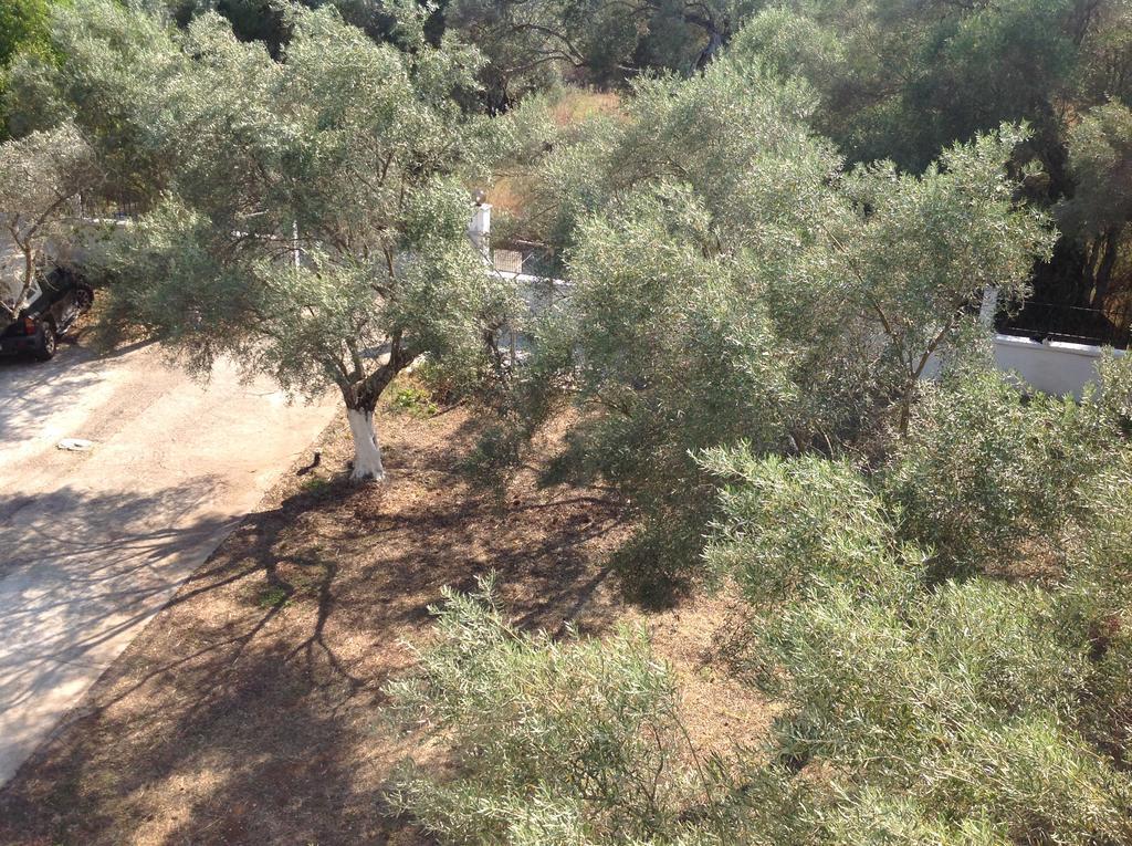 Sapfo Studios Lefkada Town Bagian luar foto